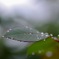 雨上がりの薔薇  4