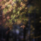 Sunlight