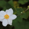 公園の小さな花
