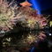 清水寺ライトアップ
