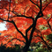 本土寺の紅葉