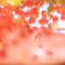公園のもみじ2