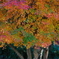 CRW_7950