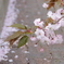 桜の事情