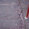 桜階段