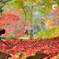 紅葉じゅうたん