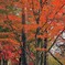 橙色の紅葉