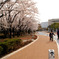 桜のある風景