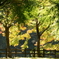 ミューズパーク紅葉