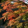 ミューズパーク紅葉２