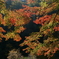 ミューズパーク紅葉3