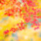 紅の香