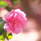 山茶花咲き始め