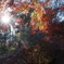 キラキラ紅葉