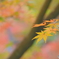 鎌倉長谷寺にて