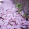 sakura (1)