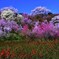 花見山満開