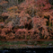 名もなき紅葉