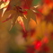 陽光と紅葉