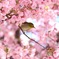 メジロと河津桜