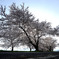 安田の桜