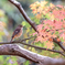 紅葉ジョウビタキ