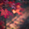 真如堂紅葉