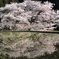 諸木野の桜（奈良県宇陀市）
