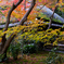 嵯峨野紅葉巡り＜祇王寺＞