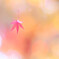 秋風にのって*:..｡o♬✨