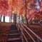 ダイナミック紅葉階段