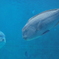 魚の後ろに魚