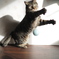 猫キーパー