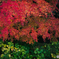 今年最後の紅葉