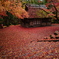しっとり敷き紅葉