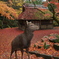 鹿くんのポートレート
