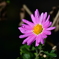 雨上がりの菊