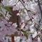 桜。