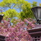 桜。