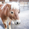 冬の動物園