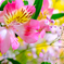      Alstromeria & Baby’s breath