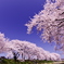 舟川べり　桜　2011