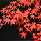 紅