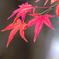 今年の紅葉①
