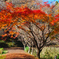 今年の紅葉②