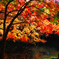今年の紅葉③