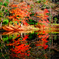 今年の紅葉④