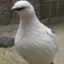冬羽雷鳥