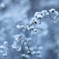 霧氷の花