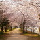 須磨桜